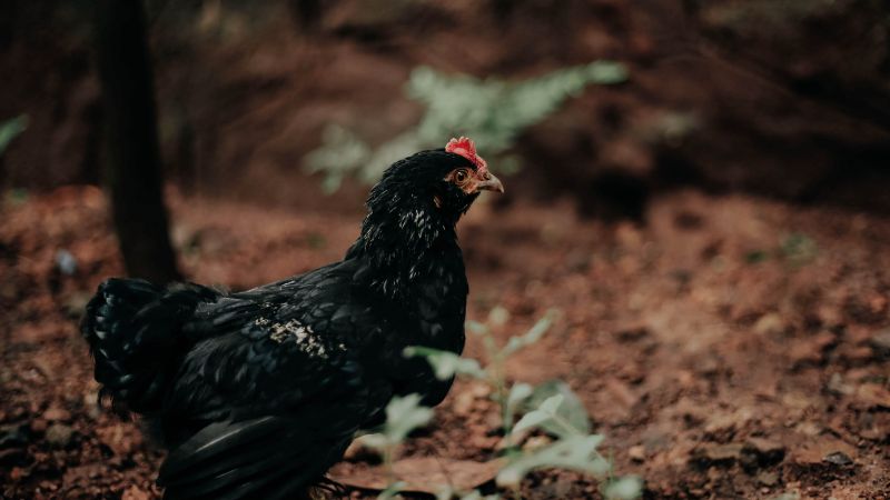 Adorable Black Chicken Names