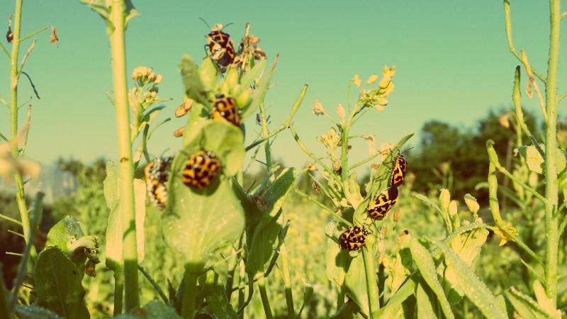 How To Manage Pests & Diseases On Your Farm