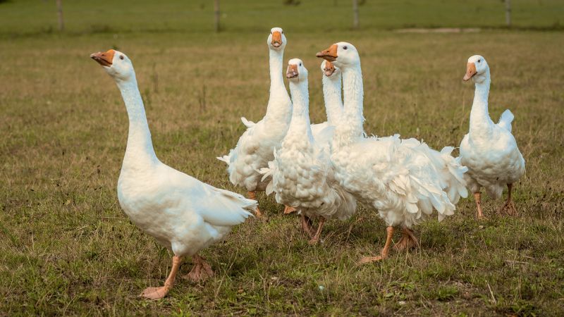 How Much Does a Gander Cost All Costs Revealed