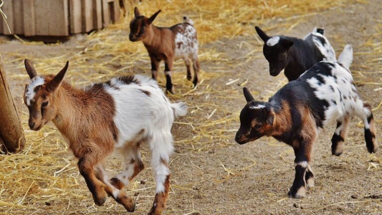 Can Goats Eat Carrots? Is It Safe for Them?