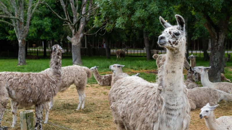 How Much Does a Llama Cost All Costs Revealed