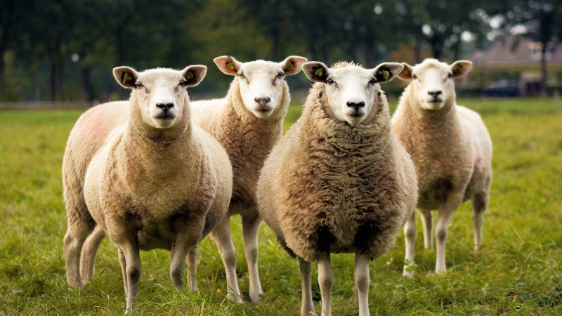 How Much Does a Sheep Cost All Costs Revealed
