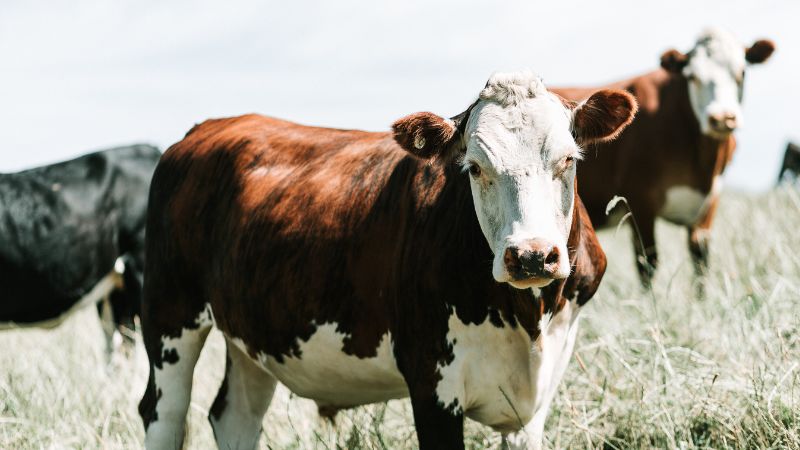 White Face Cows Meet The Hereford And Other Cattle Breeds