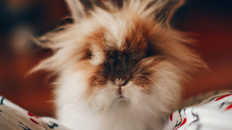 Lionhead Rabbit Names
