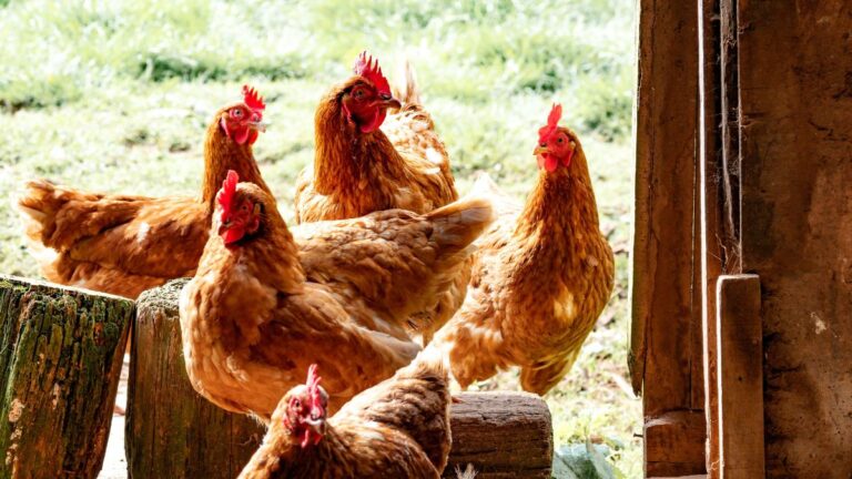 How Much Space Do Chickens Need? A Guide to Poultry Space Requirements