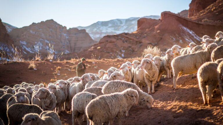 Can Sheep Live Without a Shepherd? Explained