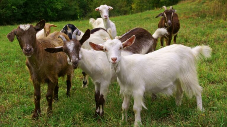 Can Goats Eat Bananas? Is It Safe for Them?