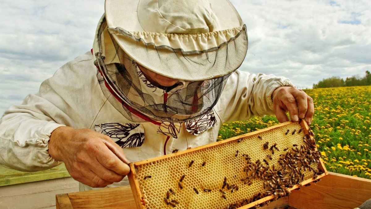 Bee-Friendly Farming