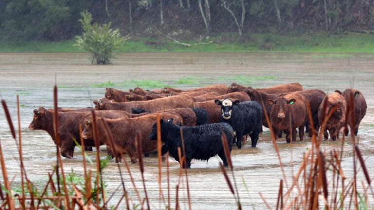 Livestock Management in Extreme Weather: Best Practices