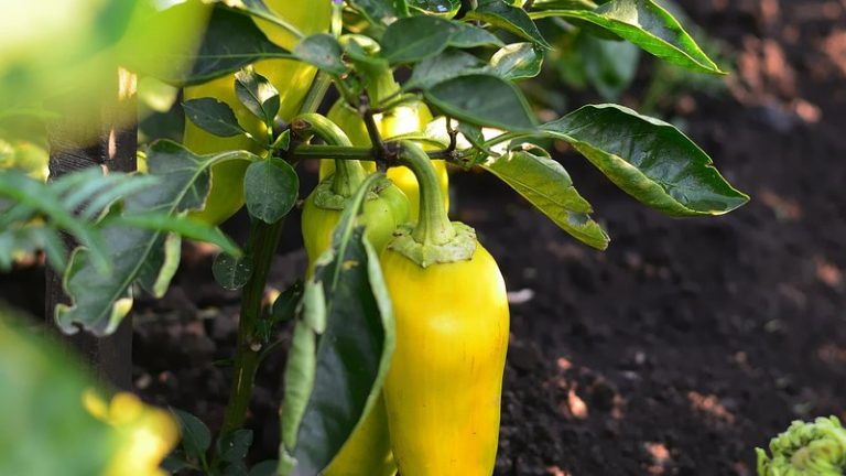 Is Amdro Toxic in Vegetable Gardens?