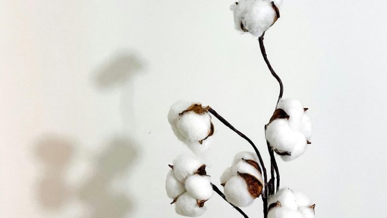 Cotton Growing: Complete Guide to Cultivation