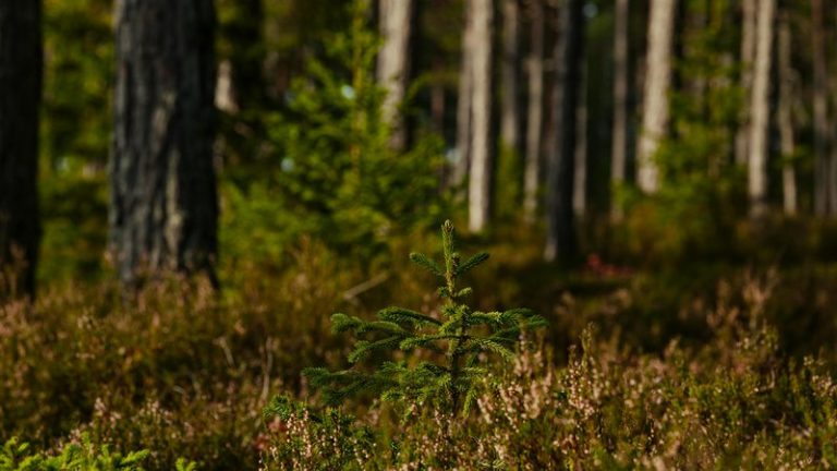 When to Transplant Spruce Tree Sprouts From Buckets