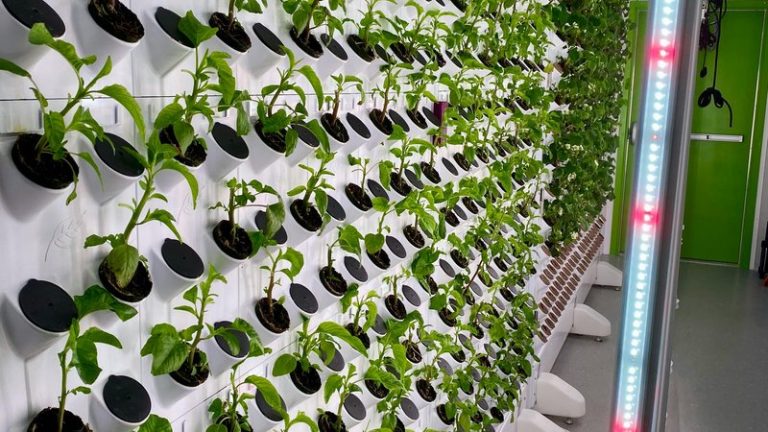 How to Tell if a Plant is Patented