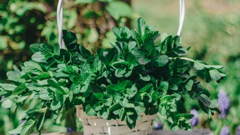 How to Grow Mint Indoors: Complete Guide