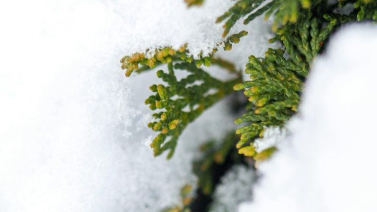 How to Make Emerald Green Arborvitae Grow Faster