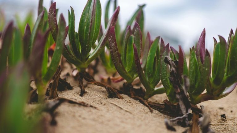 Best Drought-Tolerant Plants for Your Garden