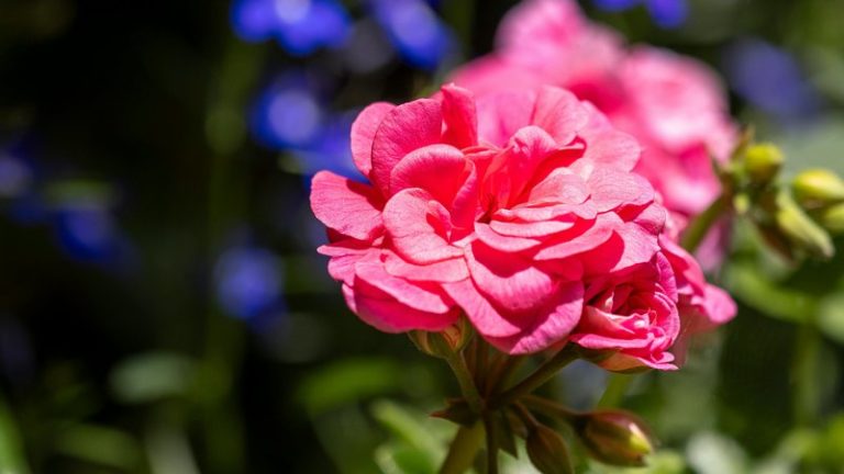 Can Geraniums Live in Water? Complete Guide