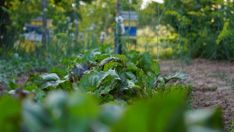 Home Vegetable Garden ROI: 2026 Statistics & Savings