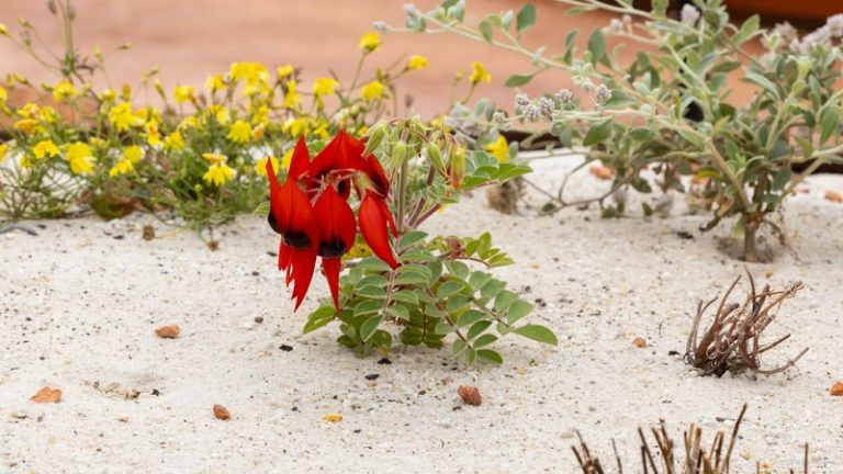 Native Plant Landscaping: Growth Trends & Benefits (2026 Update)