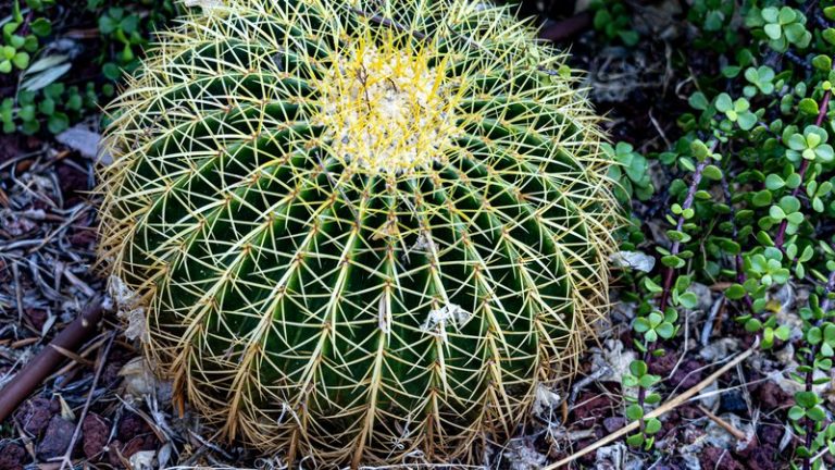 Cactus White Coating: How to Fix It