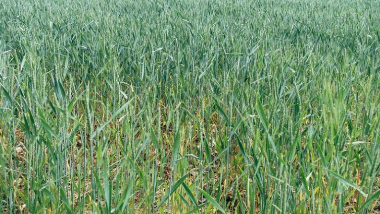 Which Greenhouse Gas Damages Crops the Most?