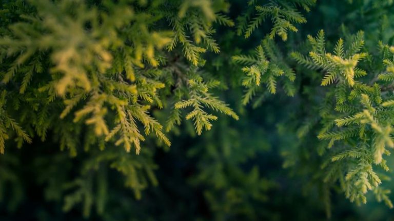 Optimal Spacing for Emerald Green Arborvitae