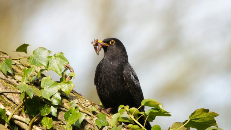 How to Discourage Blackbirds (Not Other Birds)