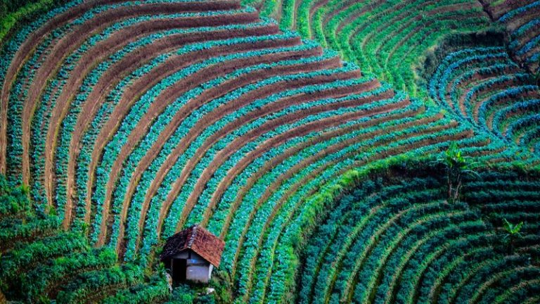 How to Farm Hillsides: Methods & Techniques