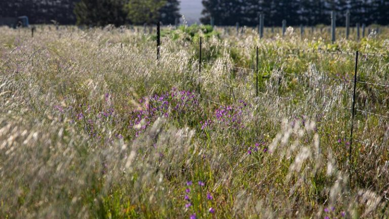 Regenerative Farming Global Acreage & Growth