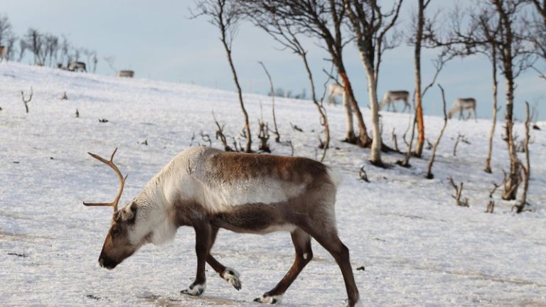 Will Global Warming Enable Arctic Agriculture?