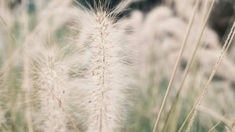 Frost Seeding vs Hoof Seeding vs Tractor Seeding